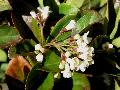 Sandankwa Viburnum / Viburnum suspensum